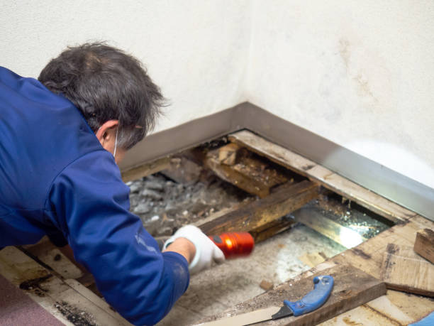Best Black Mold Removal  in Brighton, IL