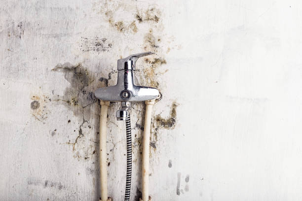 Best Local Mold Removal Service  in Brighton, IL