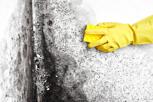 Best Mold Removal Specialists  in Brighton, IL