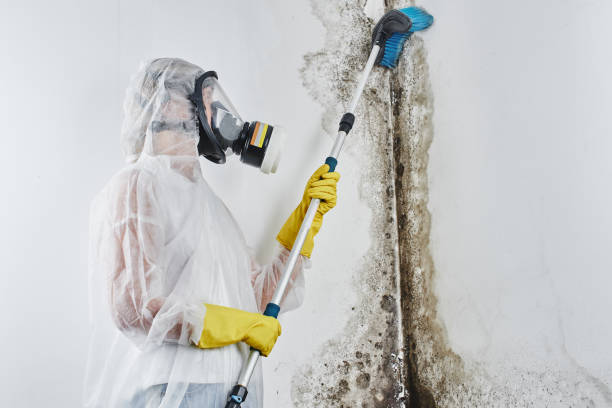 Best Certified Mold Removal  in Brighton, IL