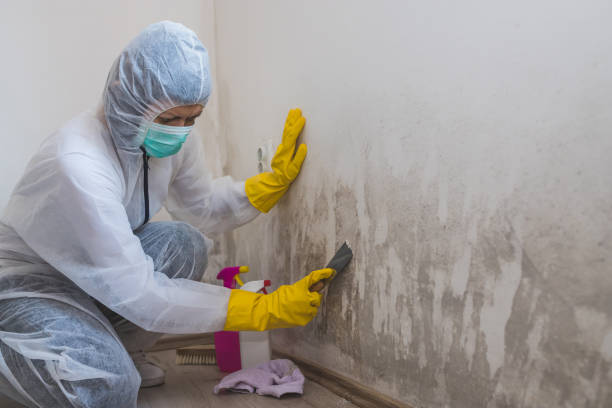 Reliable Brighton, IL Mold Removal Solutions