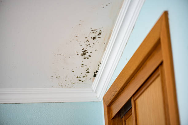 Best Fast Mold Removal  in Brighton, IL