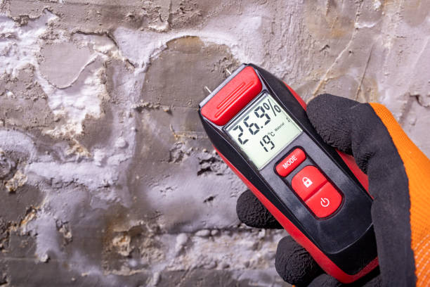 Best Professional Mold Removal  in Brighton, IL