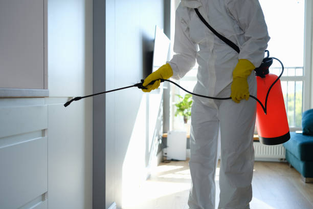 Best Affordable Mold Removal  in Brighton, IL
