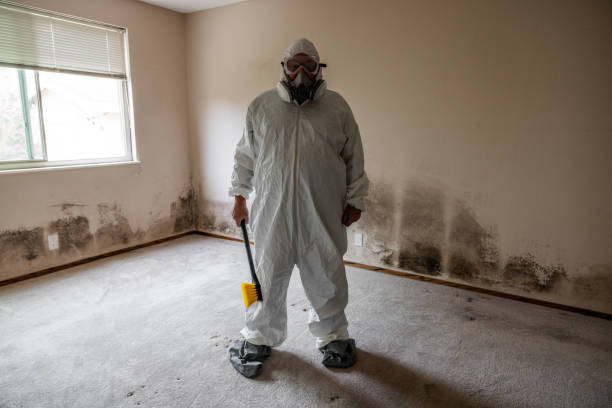 Best Local Mold Removal Service  in Brighton, IL