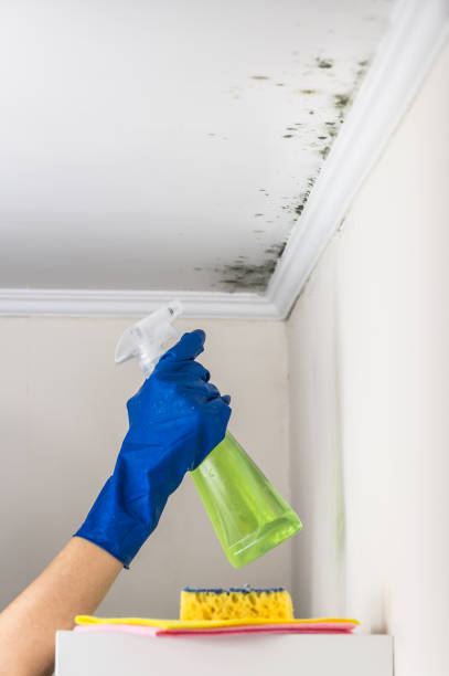 Best Emergency Mold Removal  in Brighton, IL